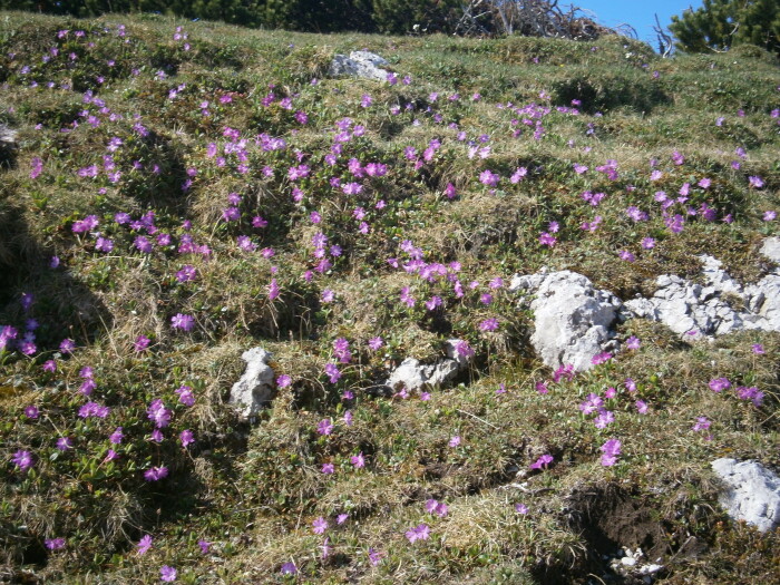 Alpenblumen blühen